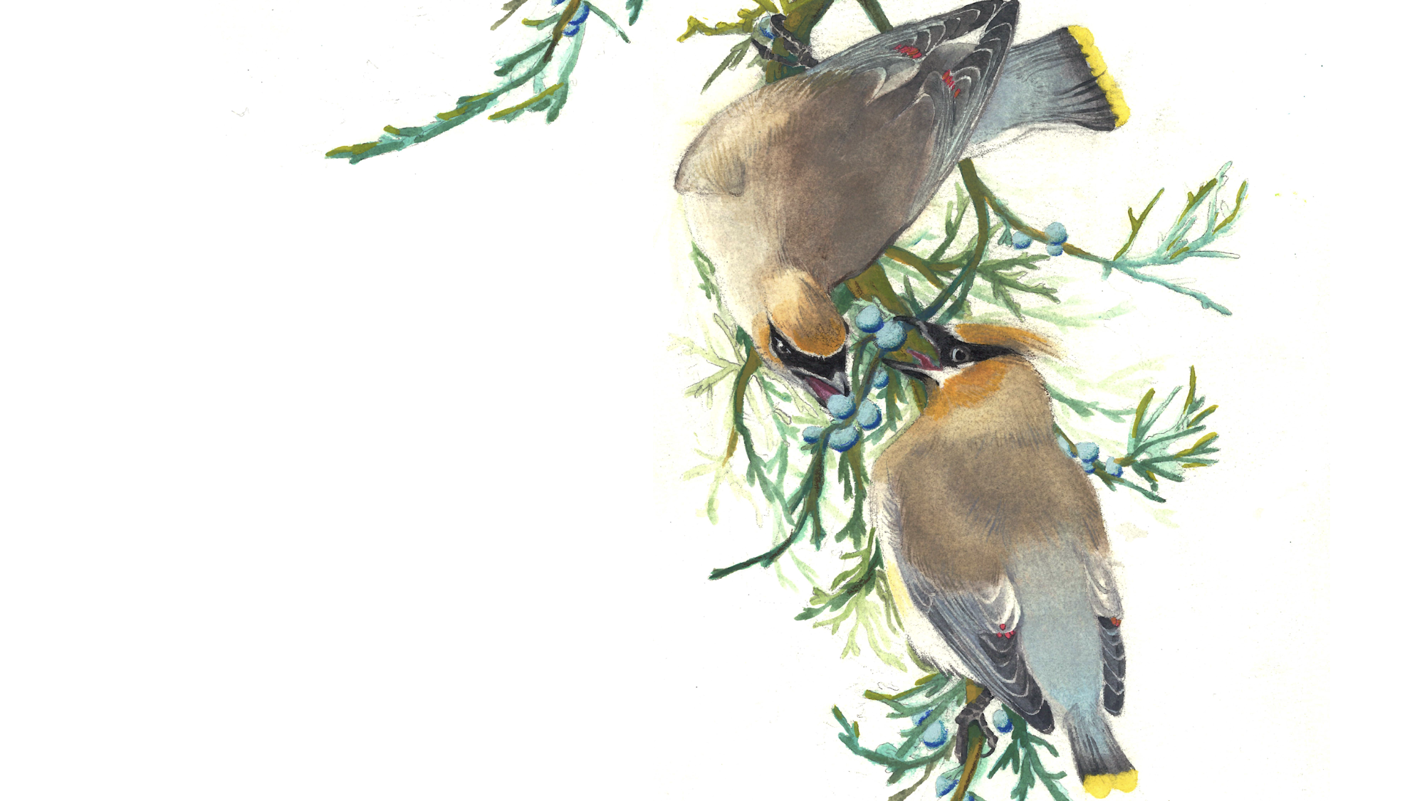 Scientific Illustration hero image