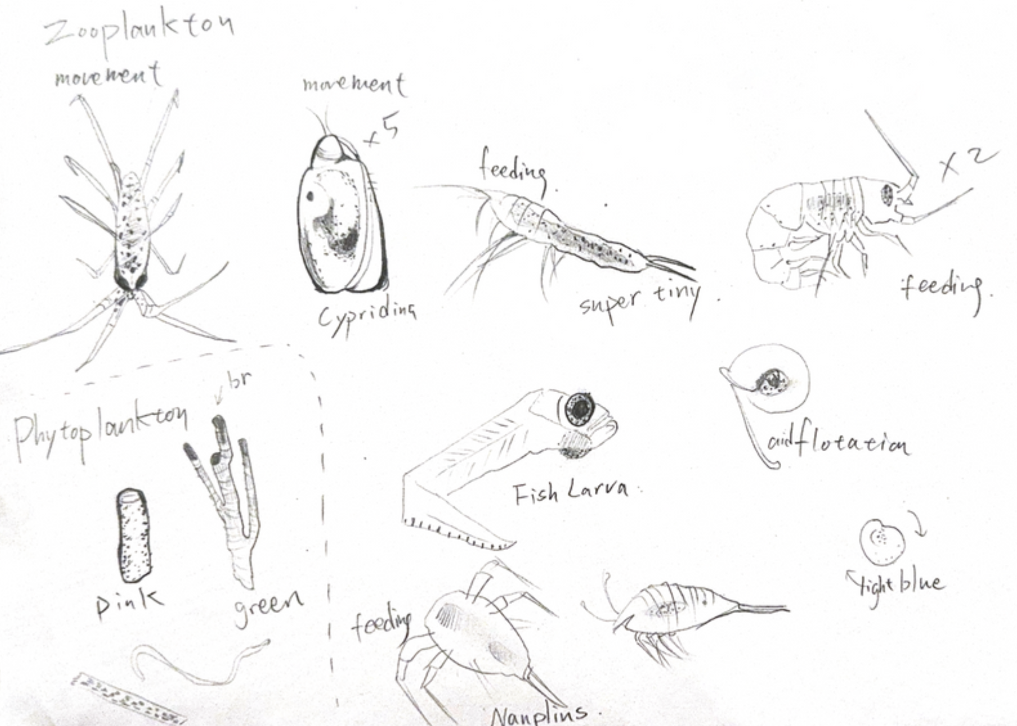 Marine Biology Scientific Illustration