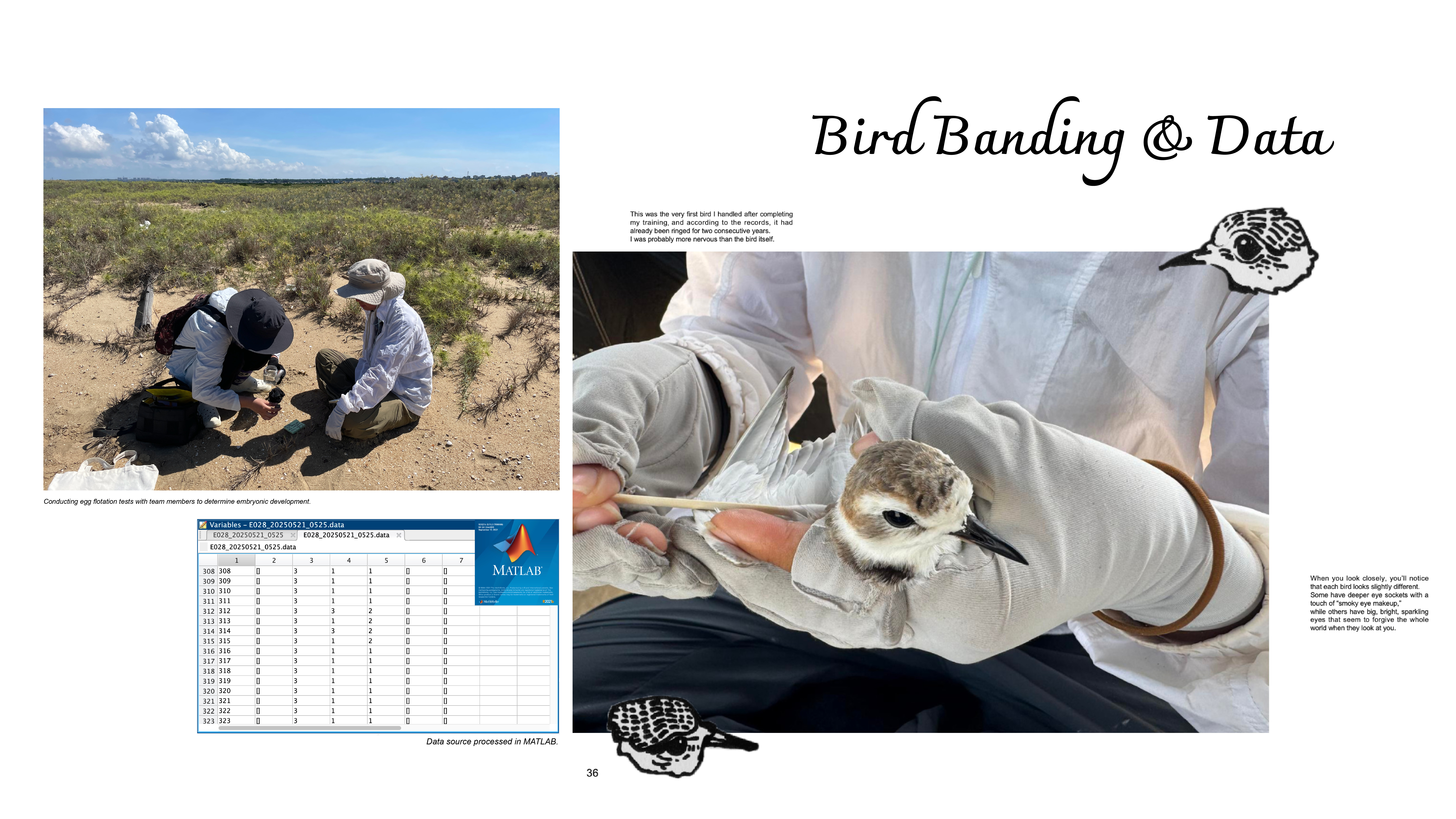 Bird Banding and Data